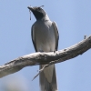 Black-faced Cuckoo-shrike I[XgAIjTVENC