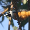 Black-faced Monarch JIOJTTMr^L