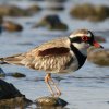 Black-fronted Dotterl J^AJ`h