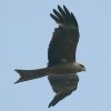 Black Kite gr