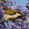 Blue-faced Honeyeater AIc~cXC