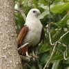 Brahminy Kite VKVgr