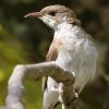 Brown-backed Honeyeater ER~cXC