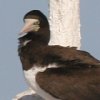 Brown Booby JcIh