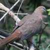 Brown Cuckoo-Dove IiKog