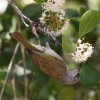 Brown Honeyeater TC~cXC