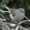 Brown Thornbill `CgQnVVNC