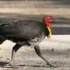 Australian Brush-Turkey ucJcN