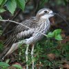 Bush Stone Curlew I[XgACV`h