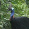 Southern Cassowary qNCh