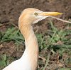 Cattle Egret A}TM