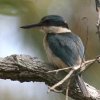 Collared Kingfisher iEVEr
