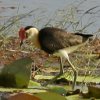 Comb-crested Jacana gTJJN