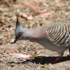 Crested Pigeon WNog