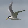 Crested Tern IIAWTV