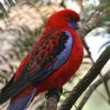 Crimson Rosella AJNTCR