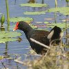 Dusky Moorhen lb^Co