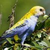 Pale-headed Rosella zIAITNTCR