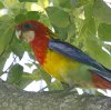 Eastern Rosella iiNTCR