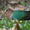 Emerald Dove Log