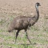 Emu G~[