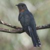 Fan-tailed Cuckoo E`qJbRE