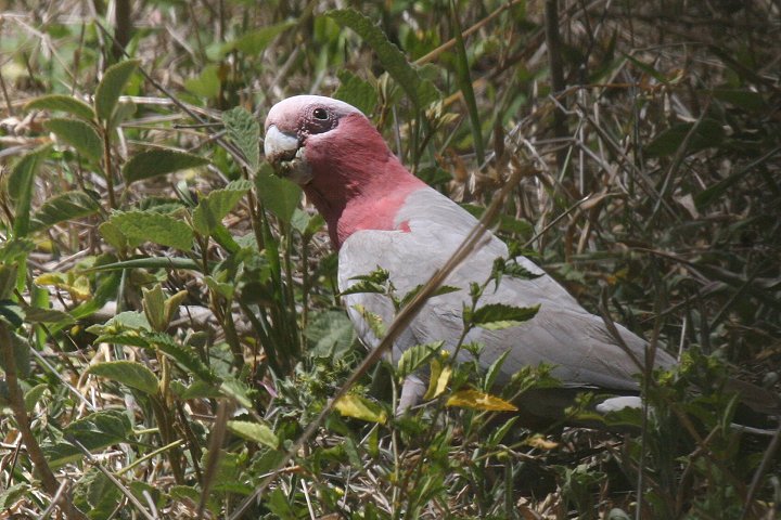 �����C���C���R