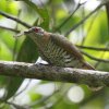 Gould's Bronze Cuckoo tgnVeJbRE