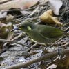 Graceful Honeyeater nV{\L~~~cXC