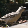 Great Bowerbird IIjVh