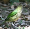 Green Catbird lRh