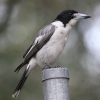 Grey Butcherbird nCCYKX