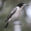 Grey Butcherbird nCCYKX