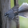 Grey Fantail nCCIEMq^L