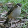 Grey-headed Robin nCKVuq^L