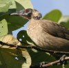 Helmeted Friarbird gTJnQ~cXC