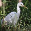 Intermediate Egret `ETM
