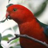 Australian King-Parrot LVEWECR