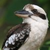 Laughing Kookaburra CJZ~