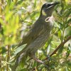 Lewin's Honeyeater L~~~cXC