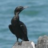 Little Black Cormorant ~i~NqE