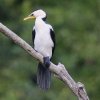 Little pied Cormorant シロハラコビトウ