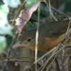 Little Shrike-thrush `CYcO~