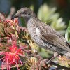 Little Wattlebird MzI~cXC