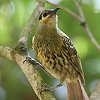 Macleay's Honeyeater Vt~cXC