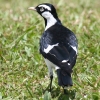 Magpie-Lark c`Xh 