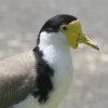 Masked Lapwing YOgTJQ