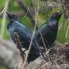 Metallic Starling IiKeJXhL