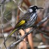 New Holland Honeyeater WLol~cXC