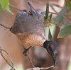 Noisy Friarbird YOnQ~cXC